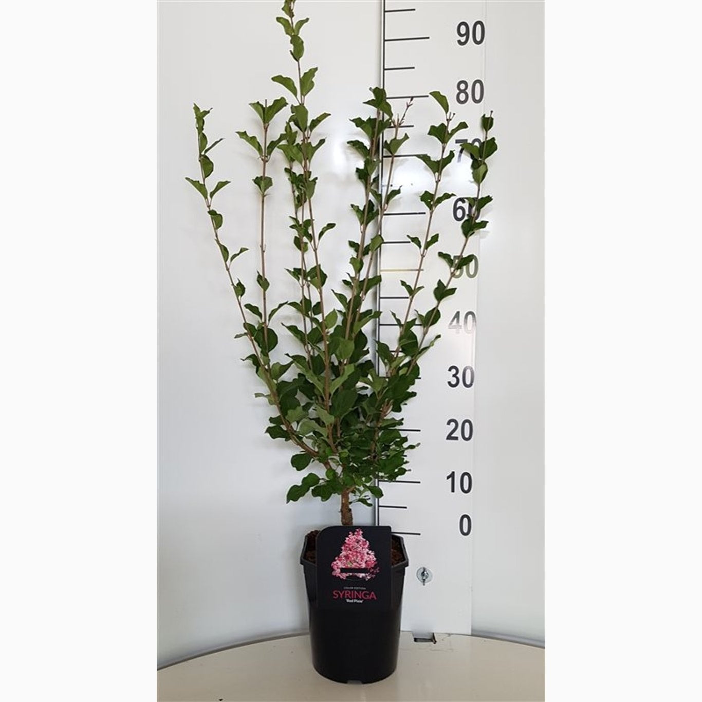 Syren – Syringa 'Red Pixie' - C5 50-60 CM